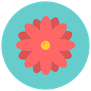 flowers, Flower, daisy, nature, blossom, Aroma MediumTurquoise icon