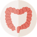 Large Intestine, Body Part, Colon, medical, organ, Healthcare And Medical, Intestine AntiqueWhite icon