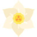 Jonquil, blossom, petals, nature, Botanical, Flower Cornsilk icon