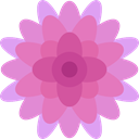 Botanical, blossom, Flower, Chrysanthemum, petals, nature Plum icon