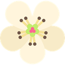 Botanical, nature, blossom, Flower, petals, pear Cornsilk icon
