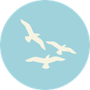 seagull, Beak, nature, fly, Animals, fauna, Feather LightBlue icon