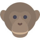 Animal, zoo, Animals, mammal, wild, wildlife, Chimpanzee Gray icon
