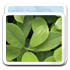 picture OliveDrab icon