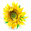 plant, Flower, sunflower Black icon