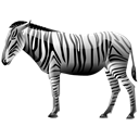 Zebra Black icon