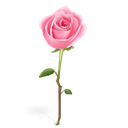 rose Black icon