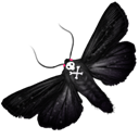 butterfly Black icon