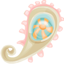 paisley, organism Pink icon
