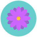 Aroma, Flower, blossom, nature, daisy, flowers MediumTurquoise icon