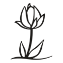 Tulip, Flower, nature, Leaf, plant, petals, growth Black icon