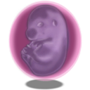 in utero, utero DimGray icon