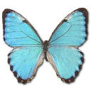 morphoportismale SkyBlue icon