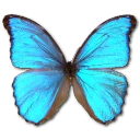 morphogodarti Turquoise icon