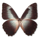 morphotelemachus DarkSlateGray icon
