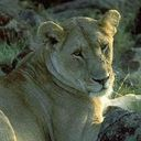 lion, Animal DarkSlateGray icon