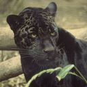panther DarkSlateGray icon