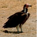 vulture RosyBrown icon