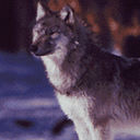 wolf DarkSlateGray icon