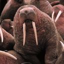 walrus DarkSlateGray icon