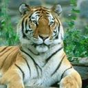 Tiger, Animal DimGray icon