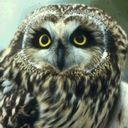 owl DarkSlateGray icon