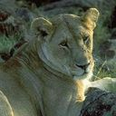 Animal, lion DarkSlateGray icon