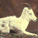 goat DarkOliveGreen icon