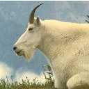 goat LightSlateGray icon