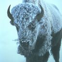 bison DarkSlateGray icon