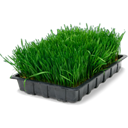 tray, wheatgrass Black icon