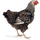 chicken Black icon