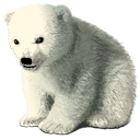 baby, polar, bear Black icon