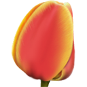 Tulip IndianRed icon