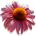 echinacea Black icon