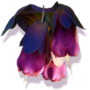 cerinthe MidnightBlue icon