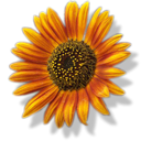 sunflower Black icon