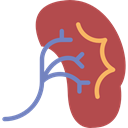 organ, medical, Kidney, Urology, urologist, Anatomy IndianRed icon