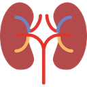 Urology, Kidneys, Anatomy, medical, Kidney, urologist, organ IndianRed icon