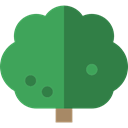 ecology, Botanical, oak, Tree, nature SeaGreen icon