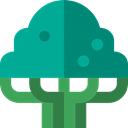 ecology, Botanical, Beech, nature, Tree DarkCyan icon