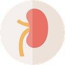 internal, Healthcare And Medical, organ, Spleen, Organs, Human, Body, Human Body, people, part, Body Parts Linen icon