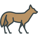 coyote, zoo, Wild Life, Animals, Animal Kingdom Black icon