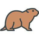 Animal Kingdom, Animals, Wild Life, zoo, Groundhog DarkSalmon icon