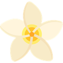 nature, Botanical, Jasmine, petals, blossom, Flower BlanchedAlmond icon