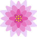 lotus, Flower, petals, blossom, Botanical, nature Plum icon