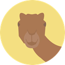 Camel, zoo, Animals, Wild Life, Animal Kingdom, Animal Khaki icon