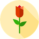 Tulip, blossom, Botanical, Flower, nature, garden Moccasin icon