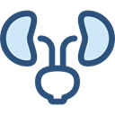 medical, organ, urologist, Anatomy, Kidney, Kidneys, Urology, Healthcare And Medical DarkSlateBlue icon