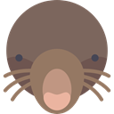 Animal, Animals, mammal, wild, Blind, wildlife, mole DimGray icon